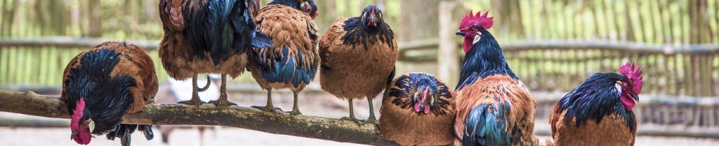 group of chickens raised to help those in extreme poverty with food and income