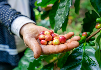 Coffee berries in Thailand